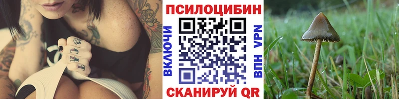 Галлюциногенные грибы Psilocybe  где купить   Грозный 